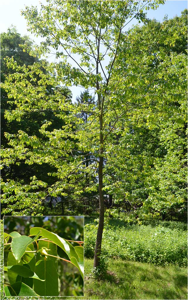 Persimmon tree at The Westmoor Arboretum, Spring. 