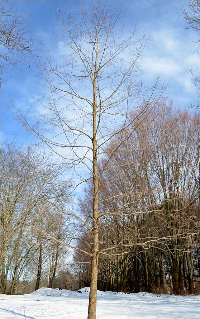 Winter habit of Persimmon tree, Westmoor Arboretum. 