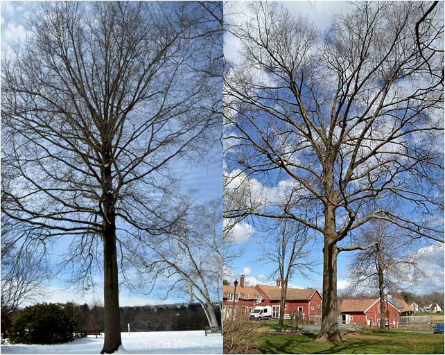 A visual comparison of Pin Oak and Red Oak, winter habit. 