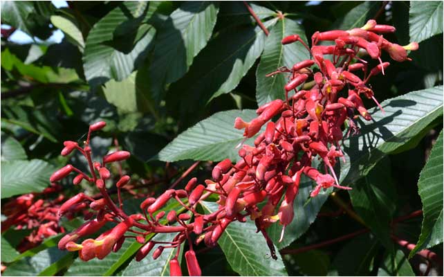 Closeup of Red Buckeye flower. 