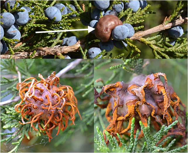 Cedar Apple Rust is present on Red Cedar trees in close proximity with apple trees. 