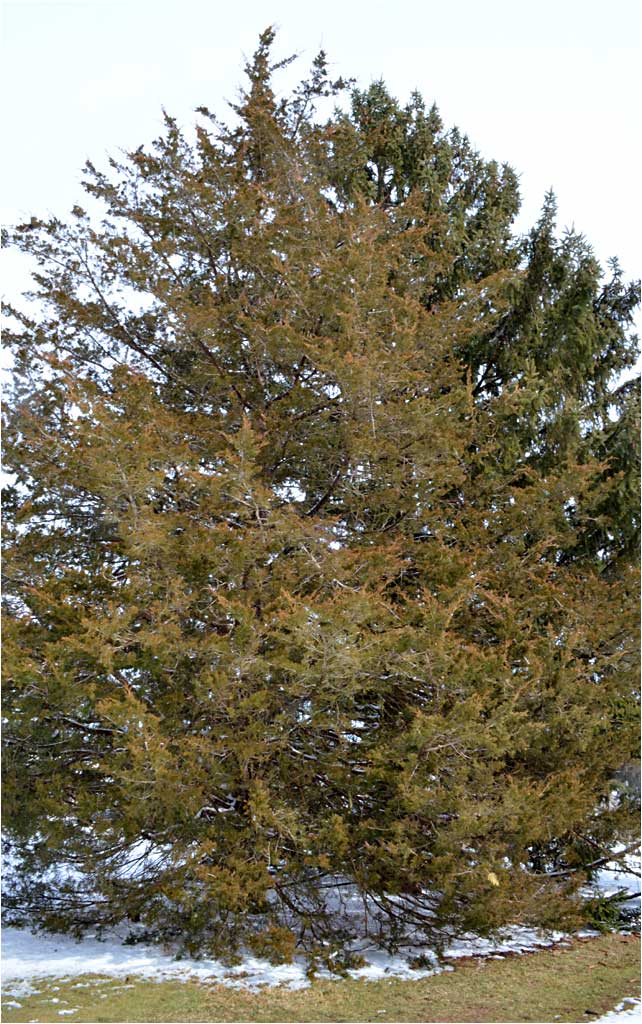 Winter coloration of Juniperus virginiana, Easter Red Cedar. 
