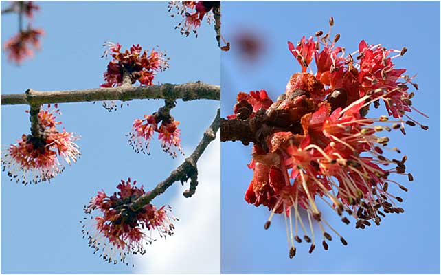 Male flower of Red Maple. 