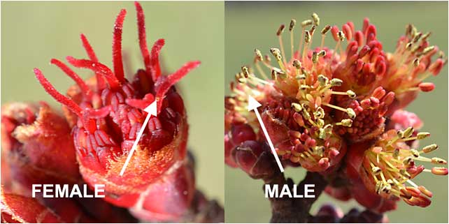 Close-ups of the male and female Red Maple. 