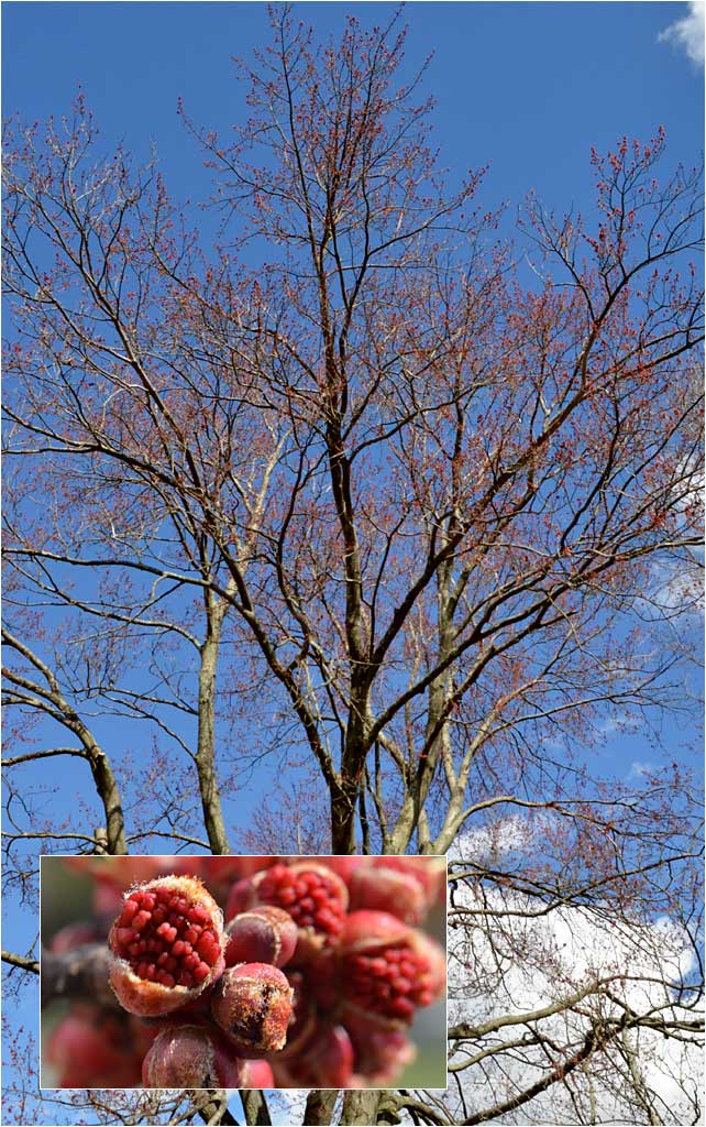 Red Maple, Acer rubrum, at The Westmoor Arboretum.