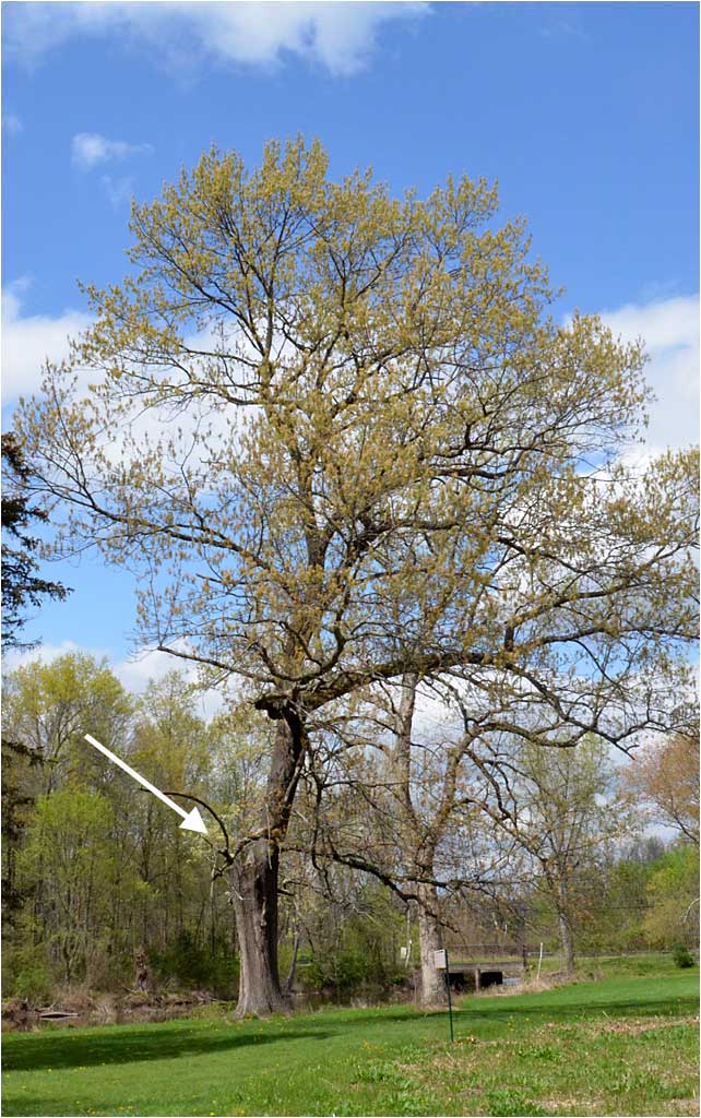 Red Oak, side view of damaged limb. 