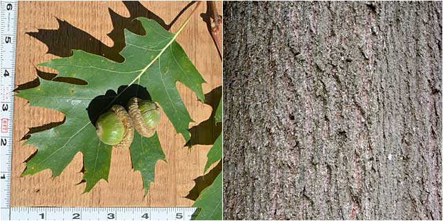 Leaf and bark of the Red Oak are very distinctive. 