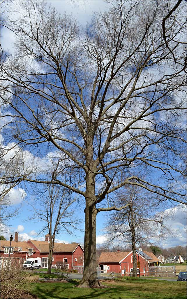 Image of Red Oak tree at The Westmoor Arboretum. 