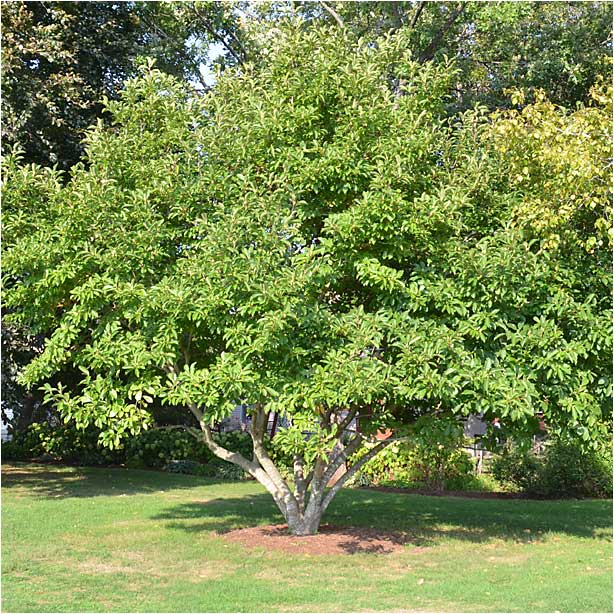 The Saucer Magnolia, summertime, at The Westmoor Arboretum. 