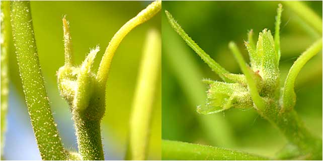 Female flowers of Shagbark Hickory, extremely hard to find. 