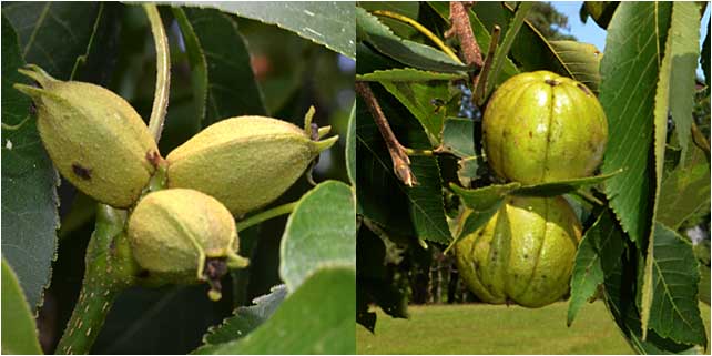 Early and mature forms of the Shagbark Hickory nut. 
