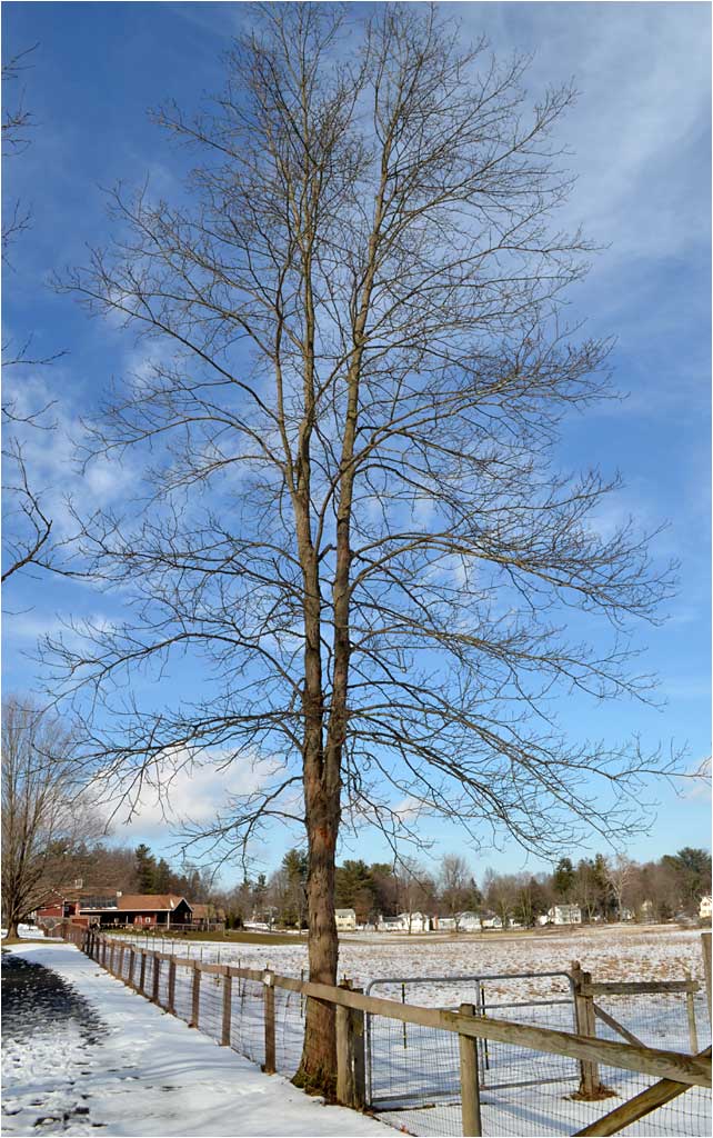 Shagbark Hickory, Carya ovata, in winter, Westmoor Park. 