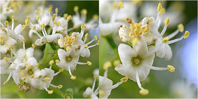 Close-up of the flowers of Virbunum sieboldii. 