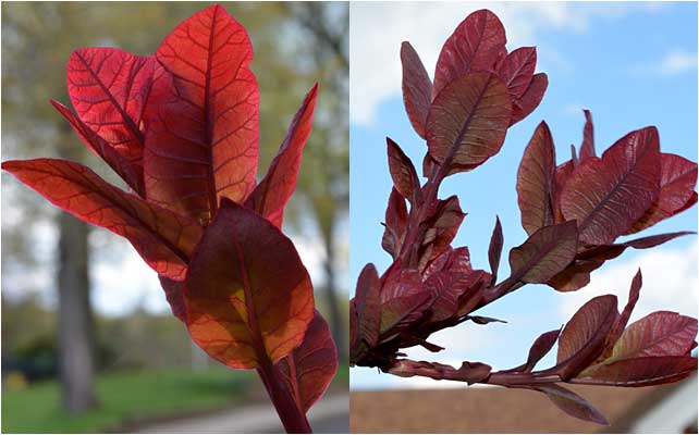 Early leaf color of Cotinus coggygria. 