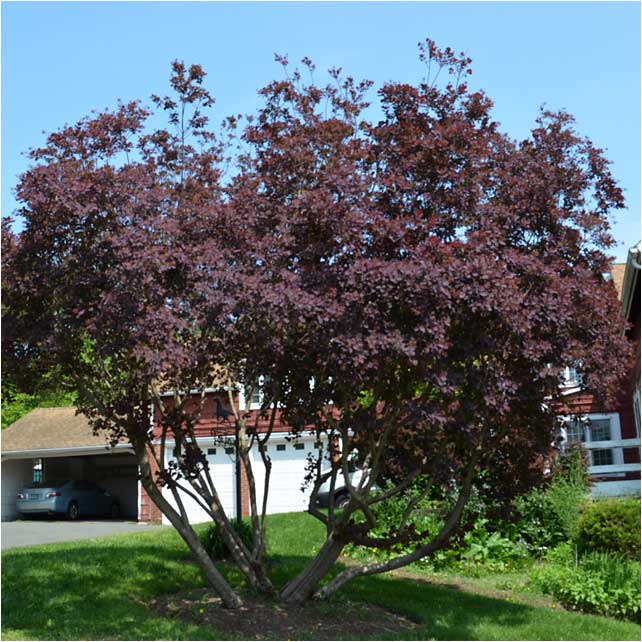 Royal Purple Smoke Tree image in full summer display.