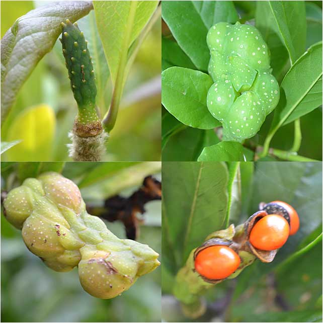 Four different stages of fruit development, the Star Magnolia. 