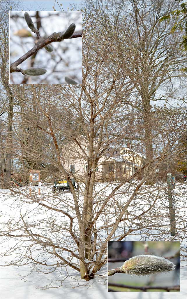 Winter view of the Star Magnolia shrub/small tree.