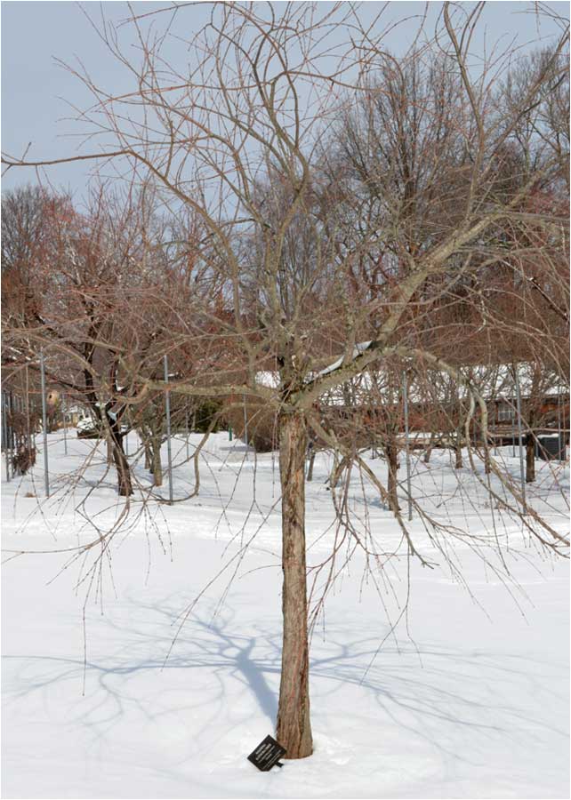Winter view, Weeping Katsura Tree, Westmoor Arboretum. 