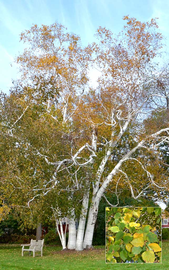 Fall color of Betula papyrifera at The Westmoor Arboretum.