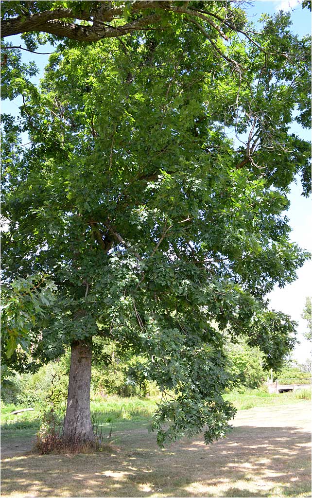 Summer foliage of White Oak. 