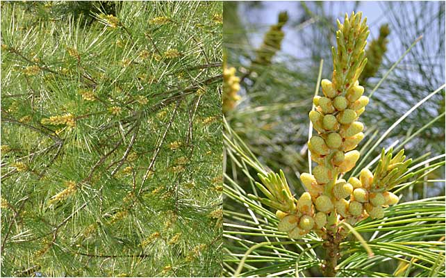 Spring pollen cones, Northern White Pine. 