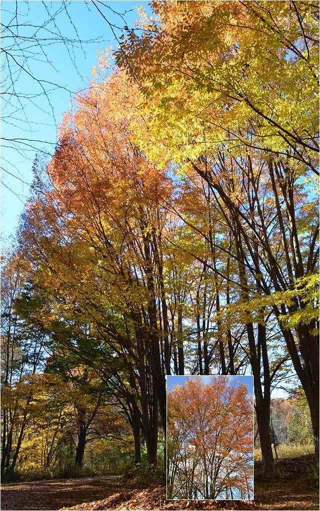 Spectacular fall foliage of Japanese Zelcova at The Westmoor Arboretum.