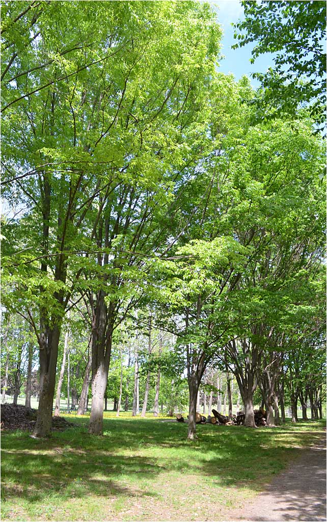 Zelcova serrata row in the Westmoor Arboretum, Summer.
